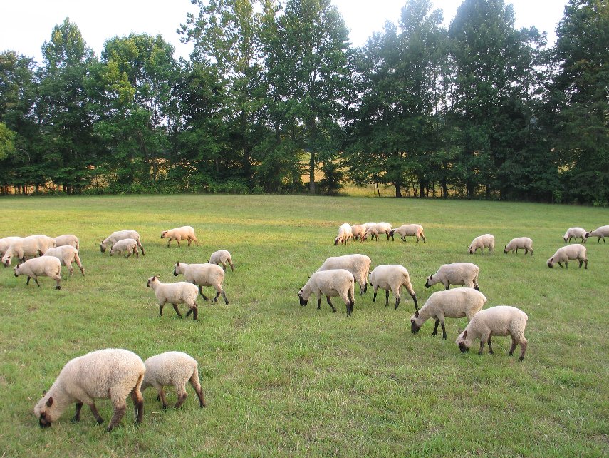 Touchstonefarm-Cover