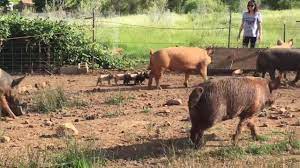 familyfriendlyfarmscover