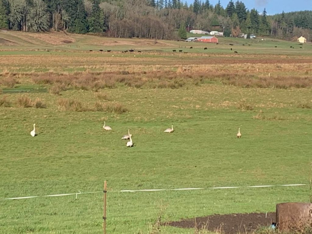 shortsfamilyfarmcover