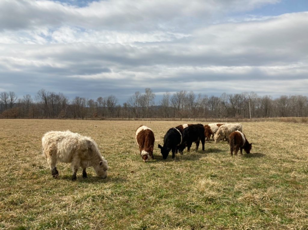 skippingstonefarmcover