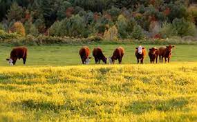 smithmaplecrestcover