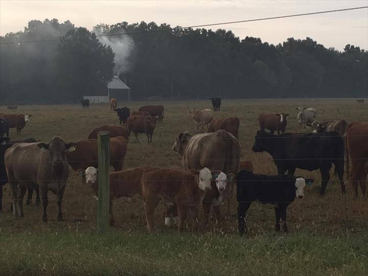 tennesseegrassfedcover